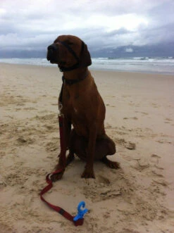 Bluescrew Large Sand Anchor / Stake -Familytentcamping Shop dog bluescrew sand